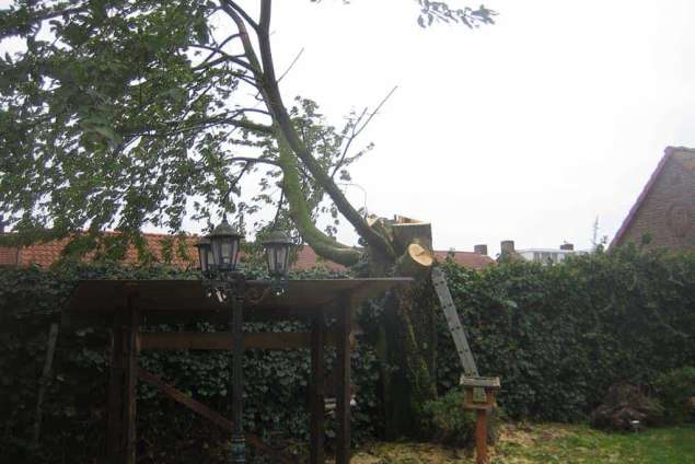 rooien en kappen van berkenbomen snoeien van berkenbomen hovenier Tilburg Eindhoven Best Waalwijk